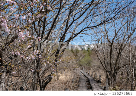 桜咲く栃木県那須高原沼ッ原湿原の風景 126275665