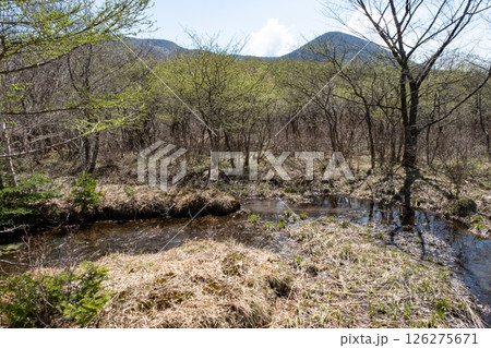 栃木県那須高原沼ッ原湿原の風景 126275671