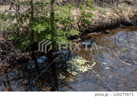 栃木県那須高原沼ッ原湿原クロサンショウウオの卵 126275673