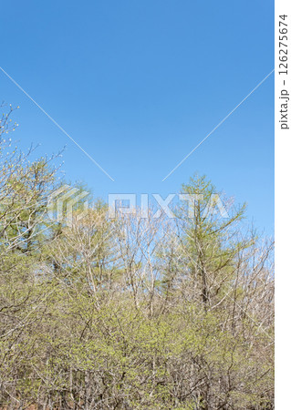 栃木県那須高原春の沼ッ原湿原の風景 栃木県那須高原春の沼ッ原湿原の風景 126275674