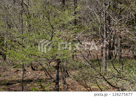 桜咲く栃木県那須高原沼ッ原湿原の風景 126275677