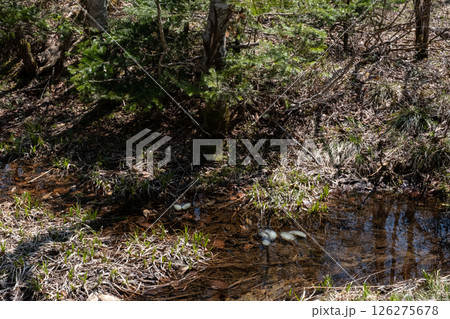 栃木県那須高原沼ッ原湿原クロサンショウウオの卵 126275678