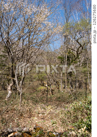 桜咲く栃木県那須高原沼ッ原湿原の風景 126275680