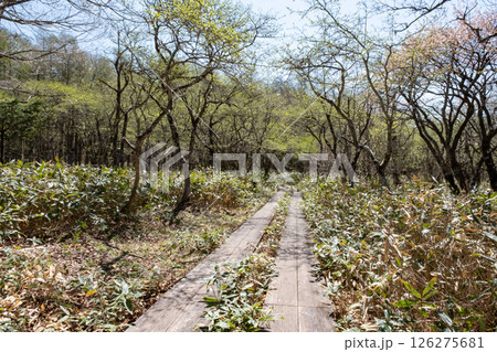 栃木県那須高原沼ッ原湿原木道のある風景 126275681