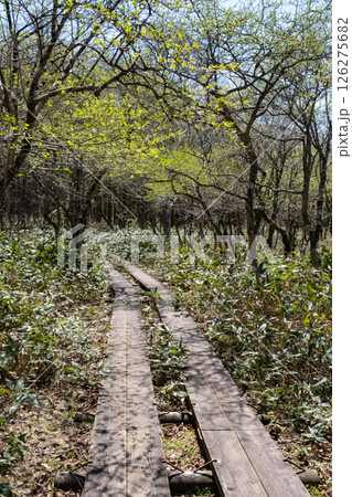 栃木県那須高原沼ッ原湿原木道のある風景 126275682