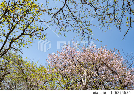 栃木県沼ッ原湿原の新緑と桜のの風景 126275684
