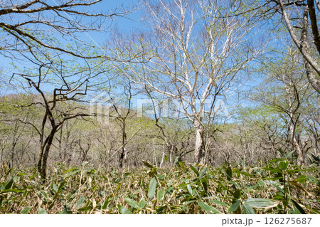栃木県那須高原沼ッ原湿原の歩道の風景 126275687