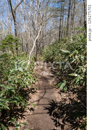 栃木県那須高原沼ッ原湿原の歩道の風景 126275701