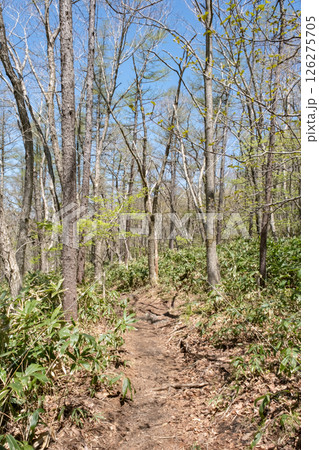 栃木県那須高原沼ッ原湿原の歩道の風景 126275705