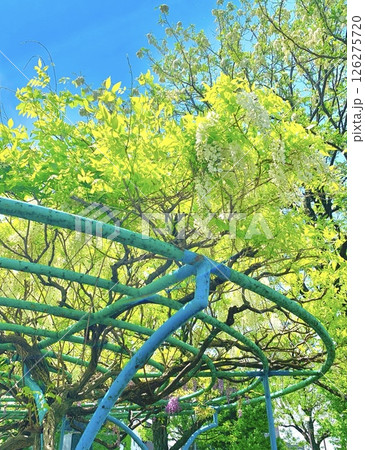 白い藤棚 白い藤棚 126275720