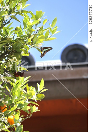 金柑と蝶 金柑と蝶 126275759