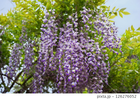 藤の花のある風景(見晴らし公園の藤棚@長野市) 藤の花のある風景(見晴らし公園の藤棚@長野市) 126276052