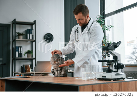 Animal is eating. Doctor is taking care of scottish fold gray tabby cat in the clinic Animal is eating. Doctor is taking care of scottish fold gray tabby cat in the clinic 126276325