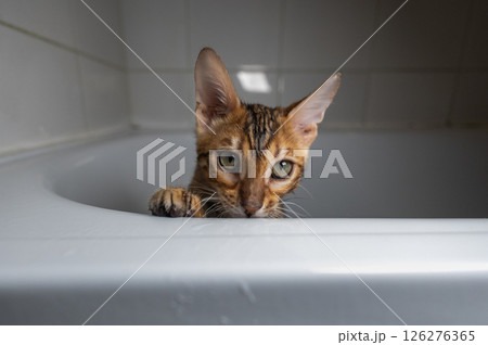 A playful Bengal kitten peeks out from behind the bathtub in a modern bathroom radiating adorable curiosity and showing off its lively playful nature in the cozy space Cute kitten playing in bathtub. 126276365