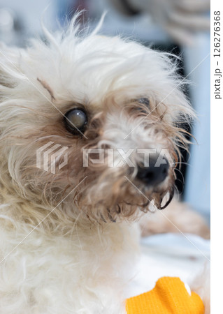 A small white dog with a cloudy eye and glaucoma recovers from surgery or injury at a veterinary clinic, highlighting the importance of animal health care and specialized treatment. 126276368