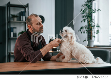 Brushing the hair. Man in casual clothes is indoors with his cute maltese dog Brushing the hair. Man in casual clothes is indoors with his cute maltese dog 126276382