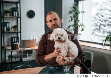 Sitting on the table. Man in casual clothes is indoors with his cute maltese dog Sitting on the table. Man in casual clothes is indoors with his cute maltese dog 126276391