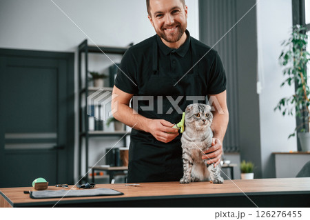 Brushing the fur. Groomer is taking care of scottish fold gray tabby cat indoors Brushing the fur. Groomer is taking care of scottish fold gray tabby cat indoors 126276455