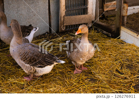 gray greylag geese go to goose house. flock of geese on organic livestock farming 126276911