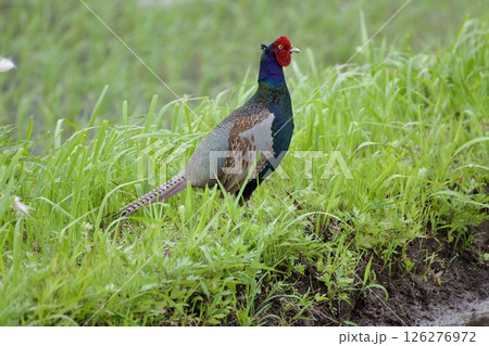 キジ pheasant / Japan 126276972