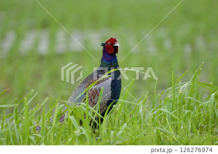 キジ pheasant / Japan 126276974