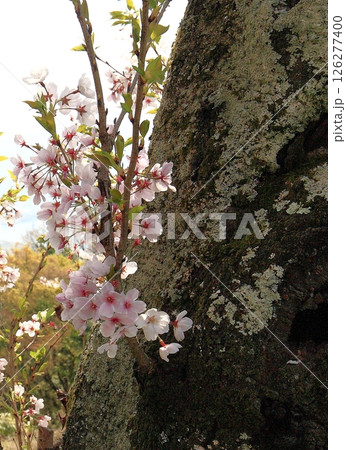 広島市内 広島市内 126277400