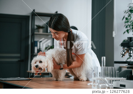 Female doctor is taking care of maltese dog in the clinic Female doctor is taking care of maltese dog in the clinic 126277628