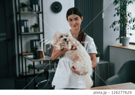 Female doctor is taking care of maltese dog in the clinic 126277629
