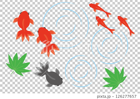 金魚のイラスト素材 126277657
