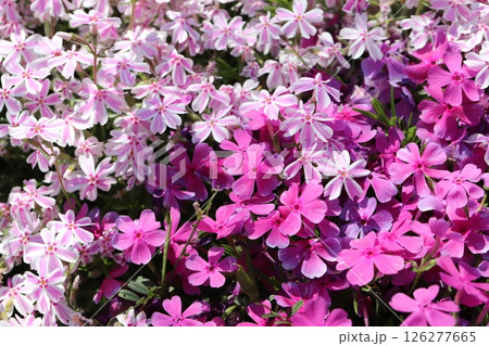 春の庭に咲くピンク色のシバザクラの花 春の庭に咲くピンク色のシバザクラの花 126277665