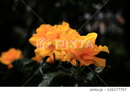 光で浮かび上がる黄色の薔薇 光で浮かび上がる黄色の薔薇 126277767