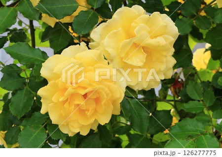 満開の黄色いつるバラ 126277775
