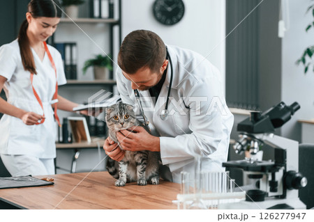 On the table with test tubes. Male and female doctors is taking care of scottish fold gray tabby cat in the clinic On the table with test tubes. Male and female doctors is taking care of scottish fold gray tabby cat in the clinic 126277947