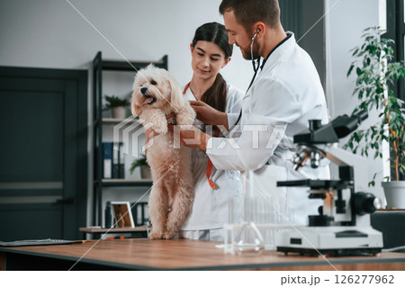 With stethoscope. Male and female doctors are taking care of maltese dog in the clinic With stethoscope. Male and female doctors are taking care of maltese dog in the clinic 126277962
