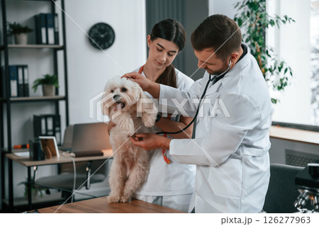 With stethoscope. Male and female doctors are taking care of maltese dog in the clinic With stethoscope. Male and female doctors are taking care of maltese dog in the clinic 126277963
