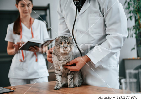 Male and female doctors is taking care of scottish fold gray tabby cat in the clinic 126277978
