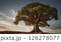 Big tree with roots ant branches, beauty of the nature concept, copy space 126278077