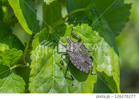 キマダラカメムシ 126278277
