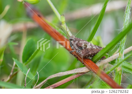 ハラヒシバッタ 126278282