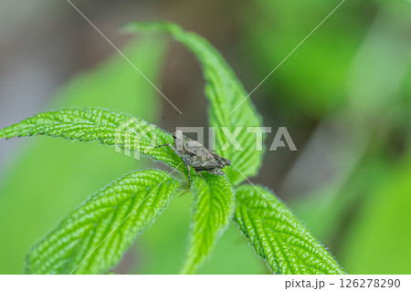 ハラヒシバッタ 126278290