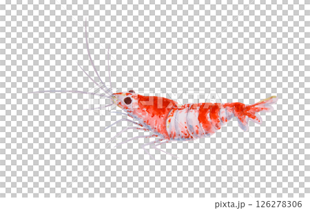 Red and white striped shrimp. Watercolor marine illustration of a crustacean similar to Crystal Red Shrimp or Cleaner Shrimp. Great for ocean travel, diving, aquariums, seafood and reef designs. Red and white striped shrimp. Watercolor marine illustration of a crustacean similar to Crystal Red Shrimp or Cleaner Shrimp. Great for ocean travel, diving, aquariums, seafood and reef designs. 126278306