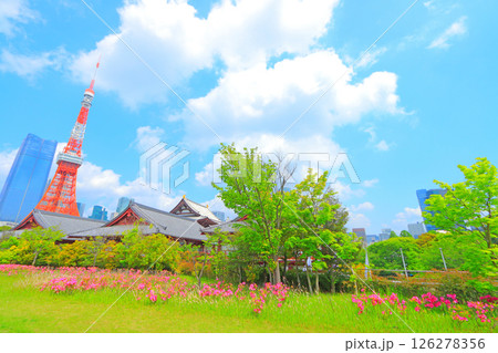 東京都港区、東京タワーと花壇の風景 126278356