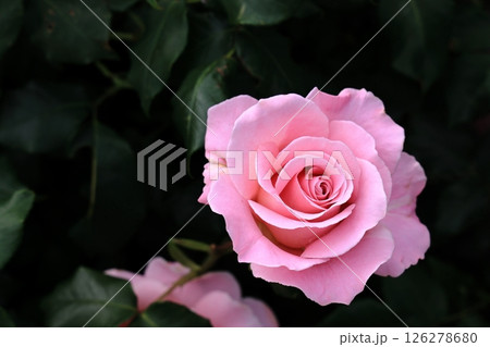 しっとりと咲くピンク色のバラ 126278680