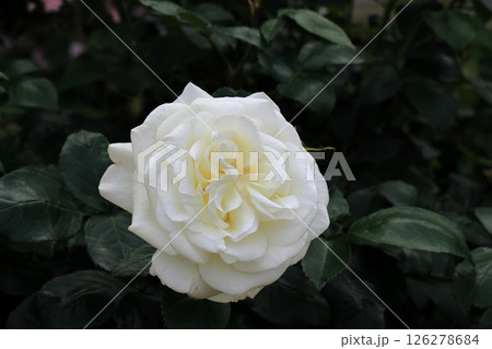 可憐に咲く白色の薔薇 可憐に咲く白色の薔薇 126278684