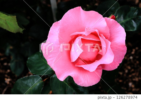 美しく咲くピンク色のバラ 126278974