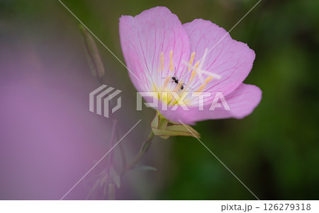5月の花 ユウゲショウ 5月の花 ユウゲショウ 126279318
