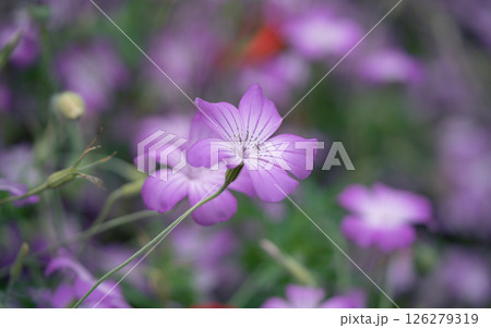 5月の花　ムギナデシコ 126279319