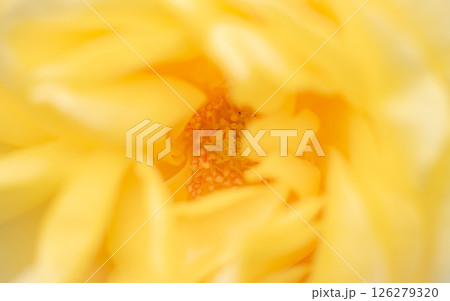 5月の花　バラの花びら 126279320