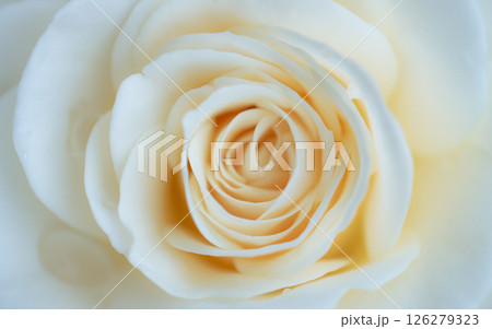 5月の花 バラの花びら 5月の花 バラの花びら 126279323