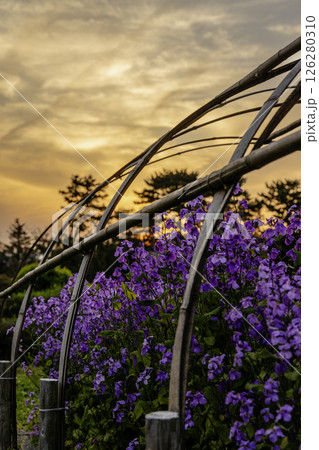 春、初夏の夕焼けと大根の花風景 126280310